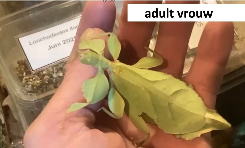 Koppeltjes wandelend blad (Phyllium mabantai), Phasme