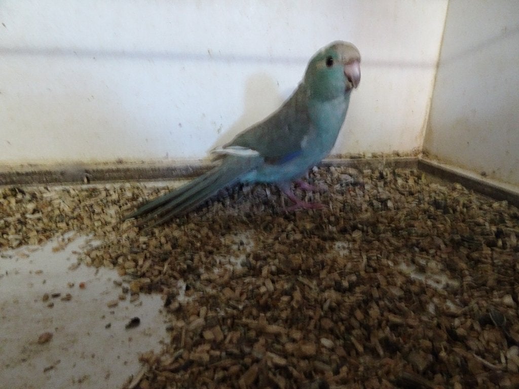 kakariki, Dieren en Toebehoren, Meerdere dieren, Parkiet