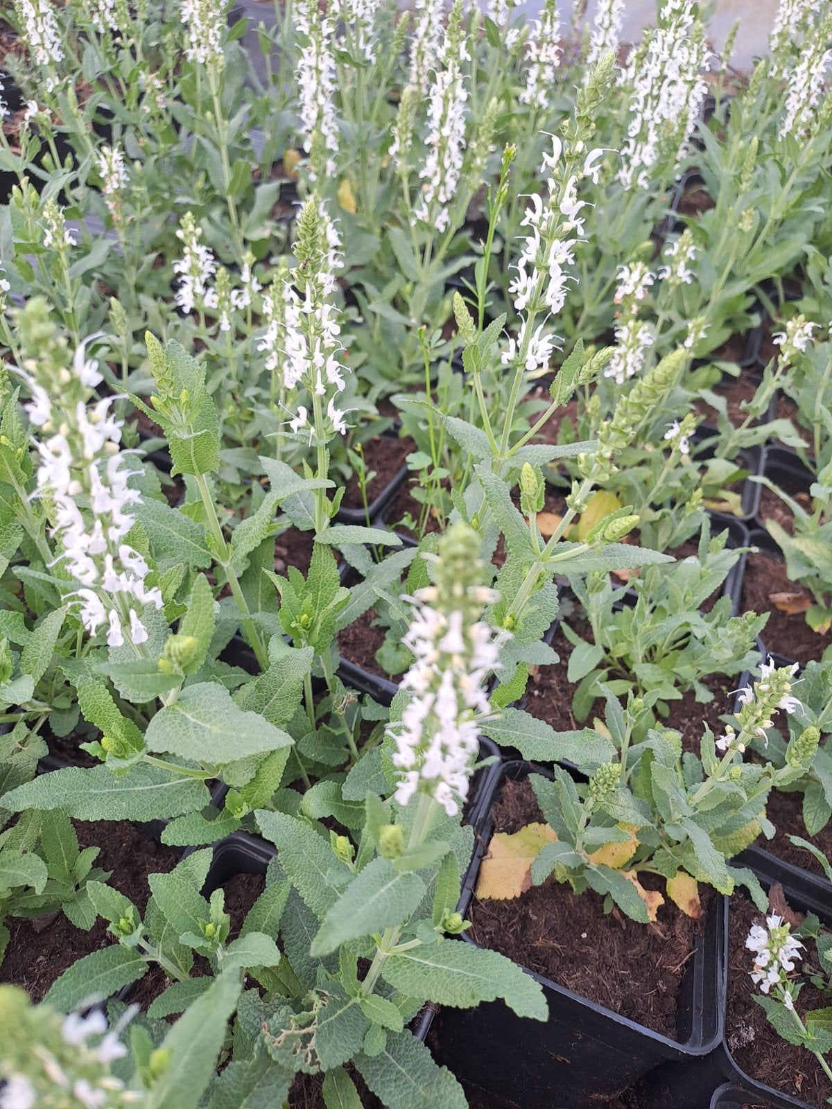 Salvia Schneehugel, Tuin en Terras, Ophalen