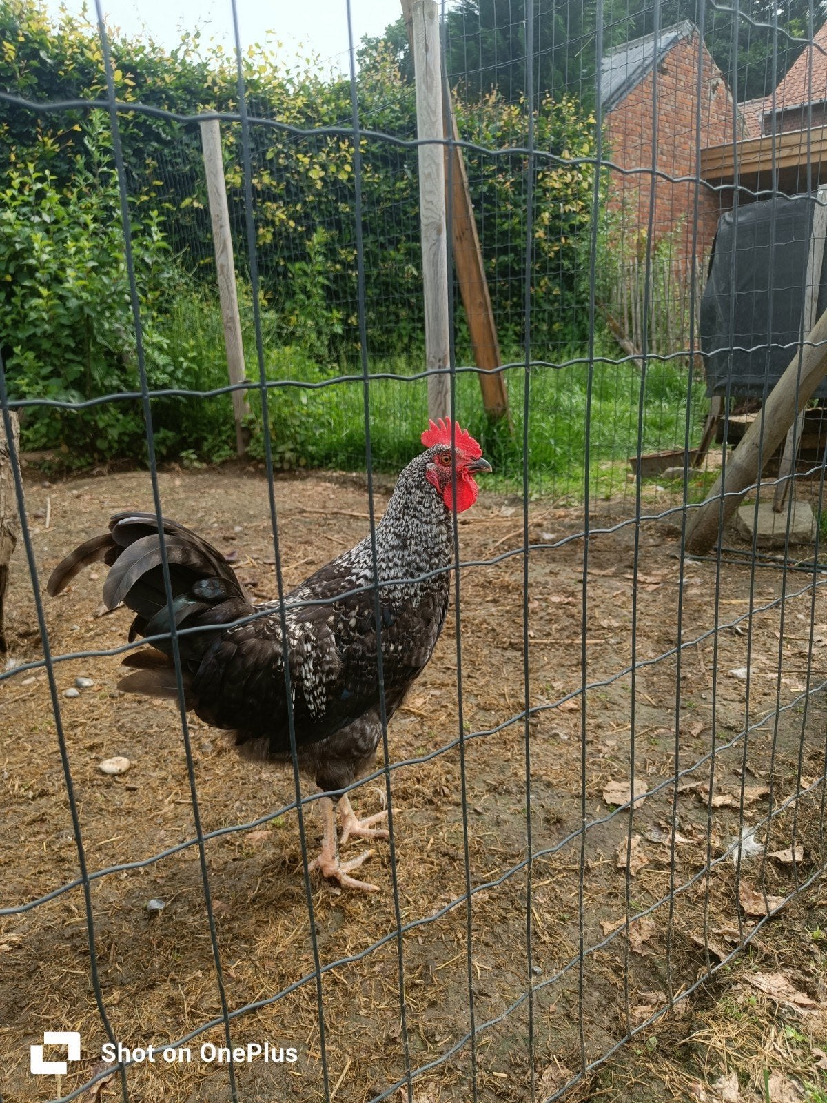 Cream legbar haan, Dieren en Toebehoren, Pluimvee