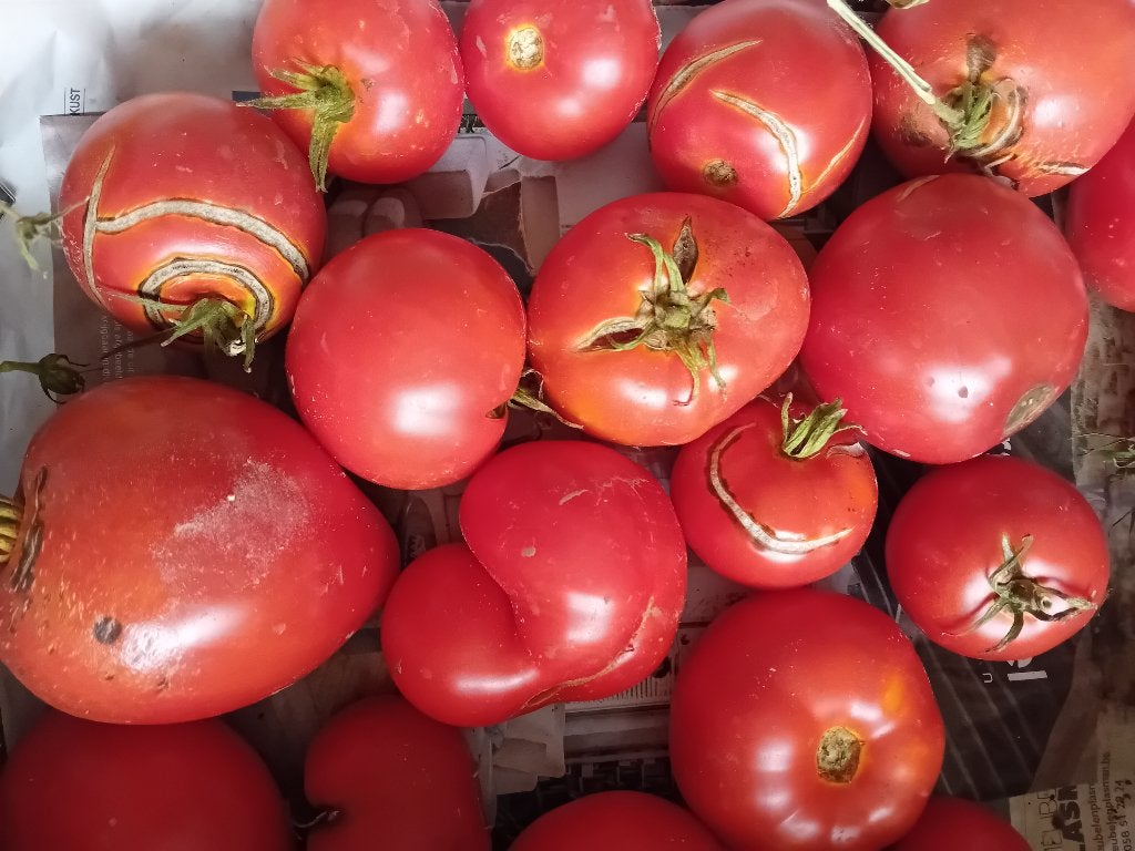Bio tomaten, Ophalen