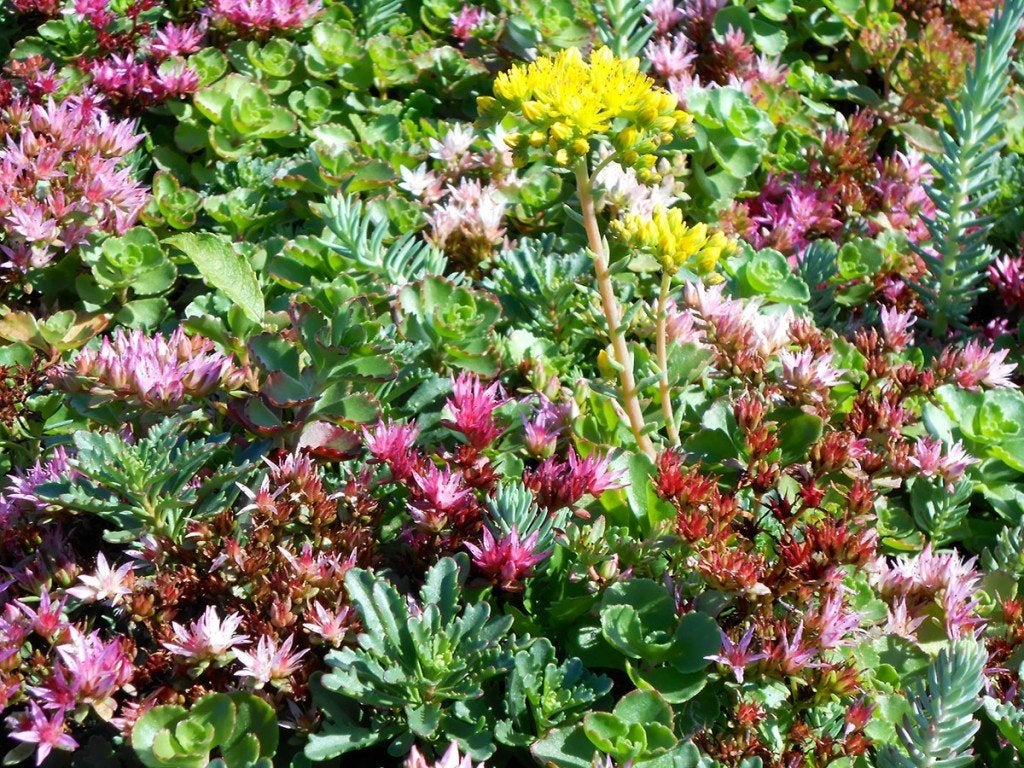 100 Sedum mix plugjes 4x4 cm, Tuin en Terras, Ophalen, Bodembedekkers, Volle zon, Vaste plant