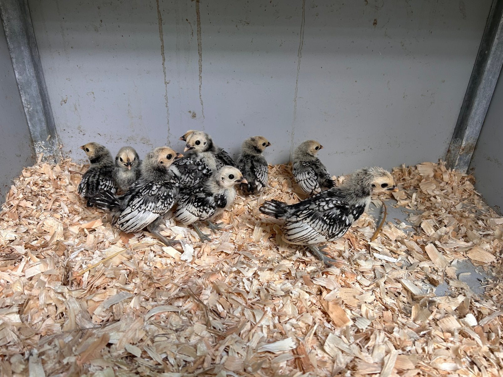 Sebrights kuikens, Dieren en Toebehoren, Pluimvee, Geslacht onbekend, Kip