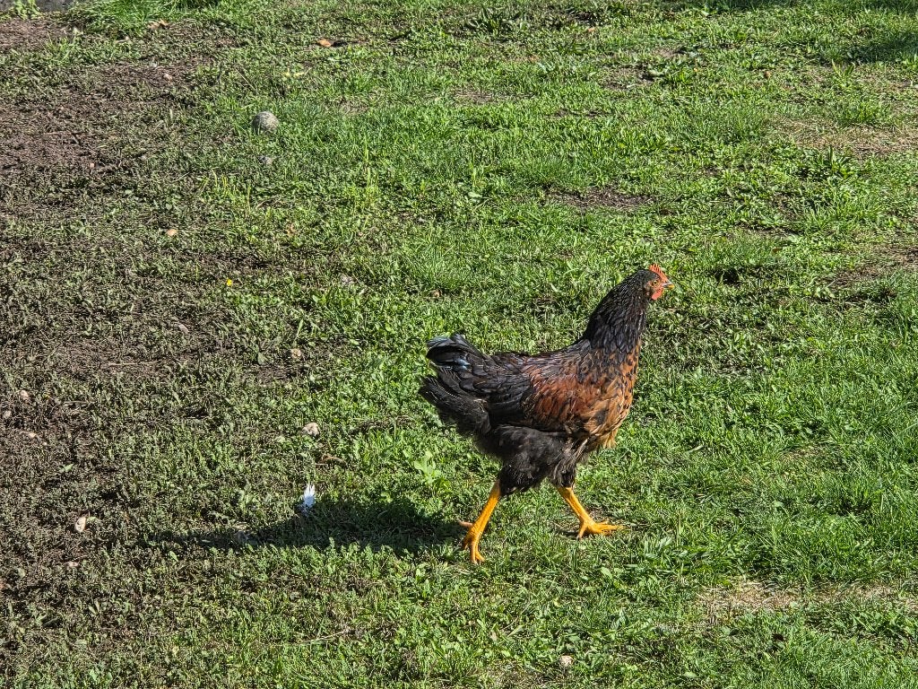 Jonge hanen, Mâle, Poule ou poulet