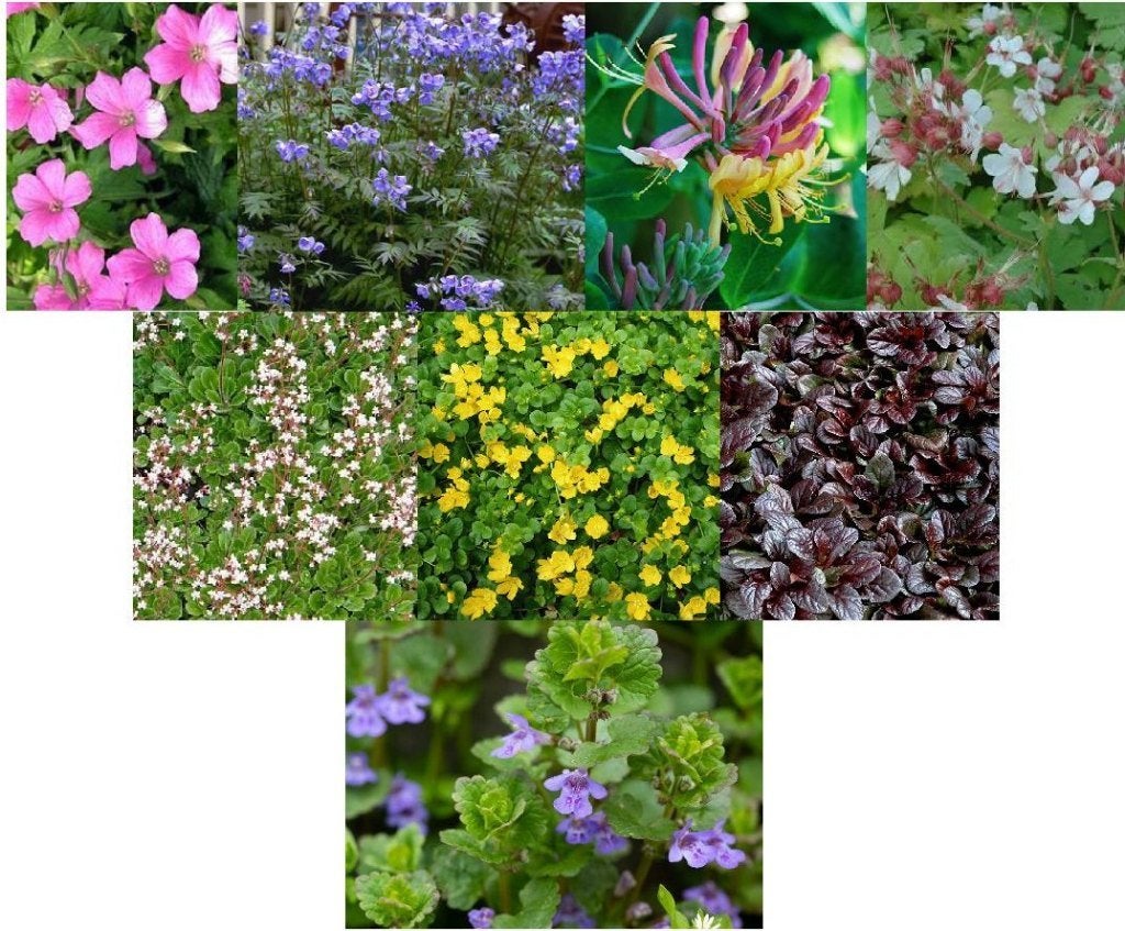 Lot de 8 plantes vivaces, Enlèvement, Plante fixe, Couvre-sol, Mi-ombre