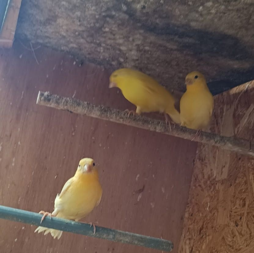 3 jeunes canaris, Plusieurs animaux, Canari chanteur