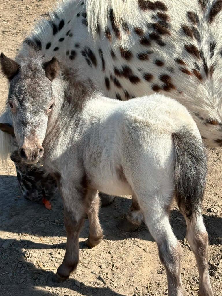 Shetland schimmel hengstenveulen, Animaux & Accessoires, Poneys, Étalon, Non dressé, Avec puce électronique, 0 à 2 ans