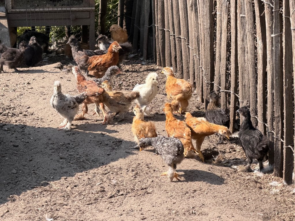 Jonge kippen te koop +/- 2 maanden oud, Dieren en Toebehoren, Meerdere dieren, Kip
