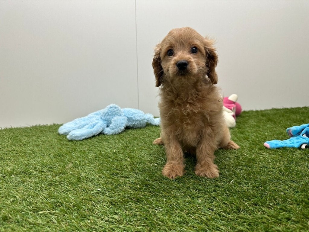 Chiots Cockapoo (F1), Animaux & Accessoires, Hépatite contagieuse (maladie de Rubarth), Plusieurs, Belgique, Plusieurs animaux