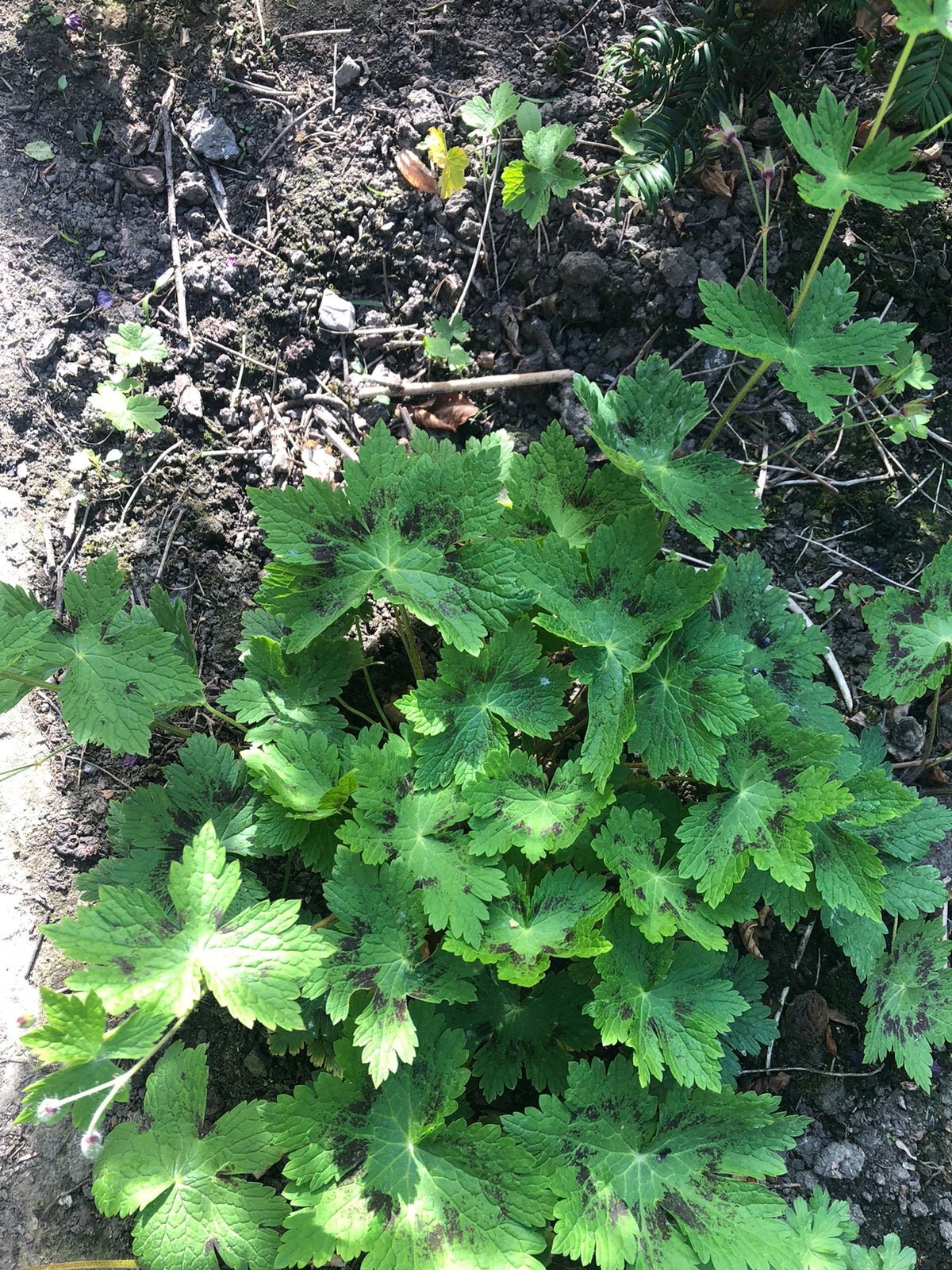 Geranium vaste plant ideale bodembedekker, Tuin en Terras, Ophalen of Verzenden