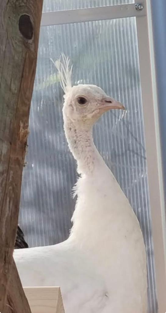 Witte pauwen hennen en hanen