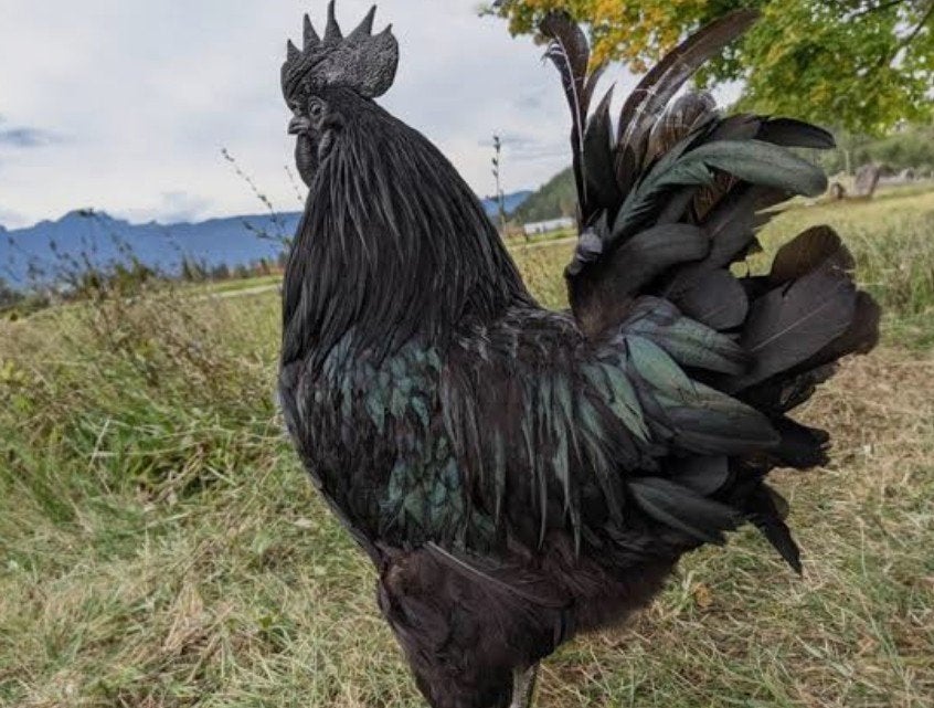 Ayam Cemani haan, Mannelijk, Kip