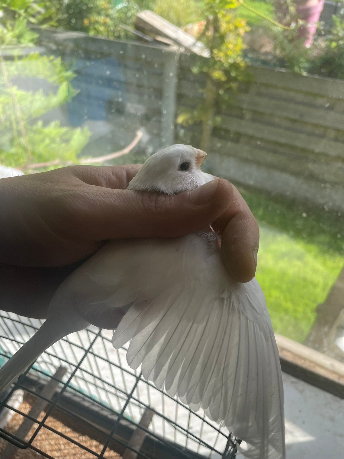 Witte goudvink poppen, Dieren en Toebehoren, Vrouwelijk, Wildzangvogel, Geringd