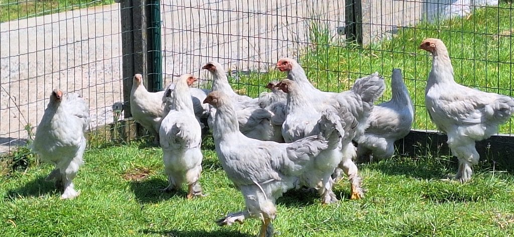 Brahma isabel, Plusieurs animaux, Poule ou poulet
