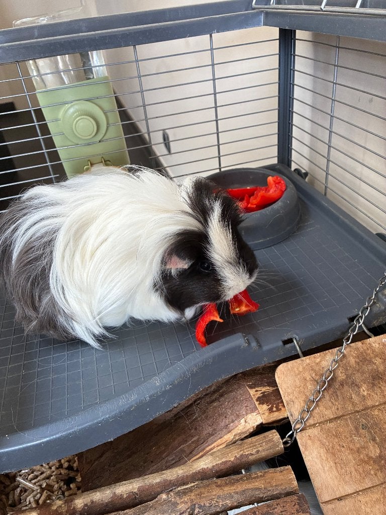 2 cavia’s + kooi + toebehoren, Enlèvement, Utilisé, Cage, Cobaye