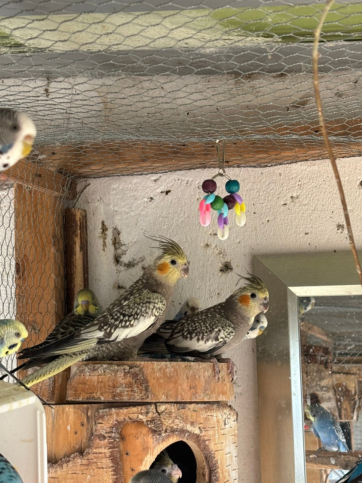 Jonge valkparkieten, Dieren en Toebehoren, Vogels | Parkieten en Papegaaien, Meerdere dieren, Parkiet