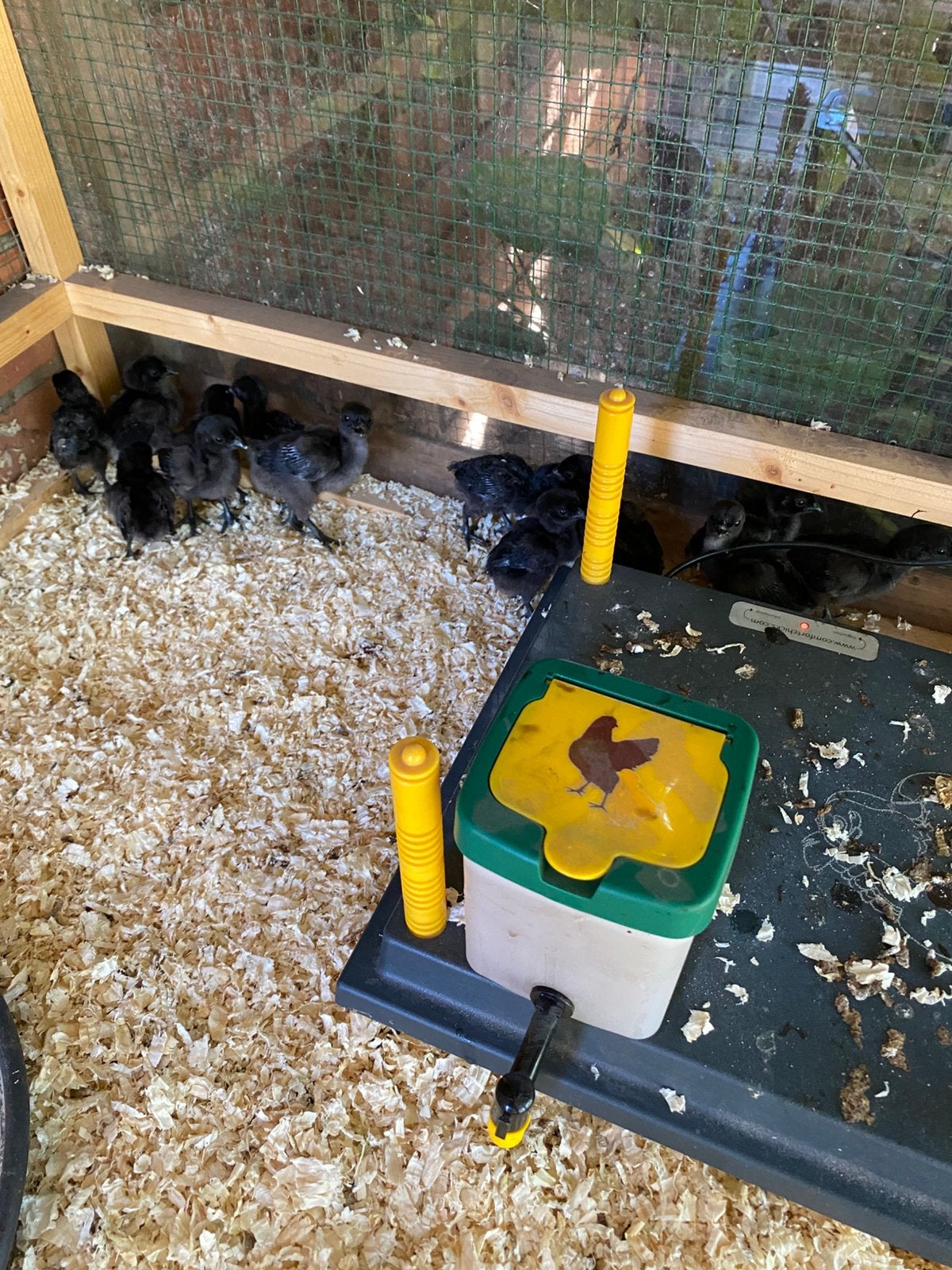 Ayam cemani kuikens, Geslacht onbekend, Kip