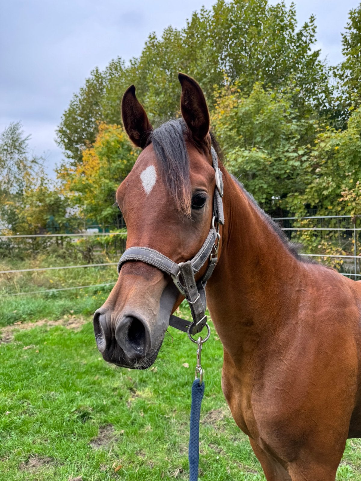 Arabische hengst 2 jaar, Animaux & Accessoires, Chevaux, Étalon, Non dressé