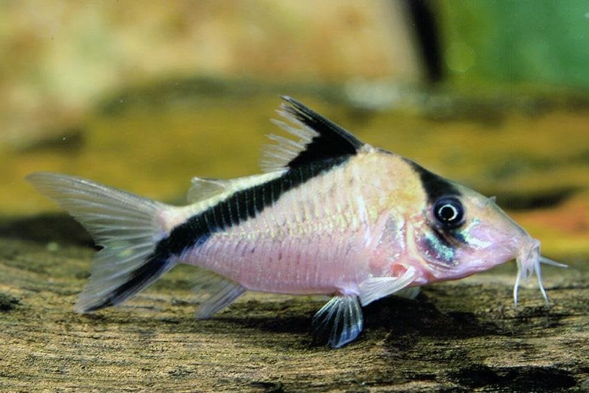 Diverse Corydoras soorten - ook kweekgroep, Dieren en Toebehoren, Vis, Zoetwatervis, Schoolvis