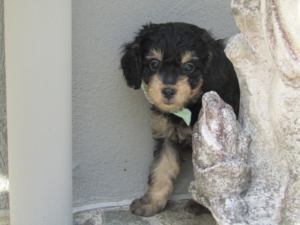 cavapoo puppy's, België, CDV (hondenziekte), 8 tot 15 weken, Meerdere