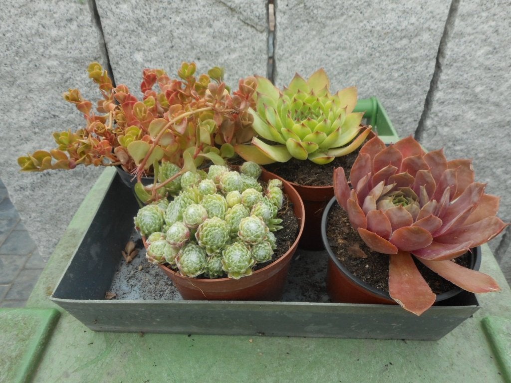 Planten, Tuin en Terras, Planten | Tuinplanten, Overige soorten, Volle zon, Vaste plant, Ophalen of Verzenden