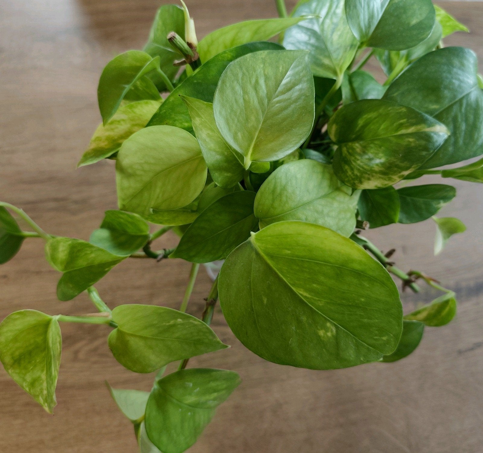 Stekjes pothos, Huis en Inrichting, Kamerplanten, Groene kamerplant, Ophalen, Halfschaduw, Minder dan 100 cm