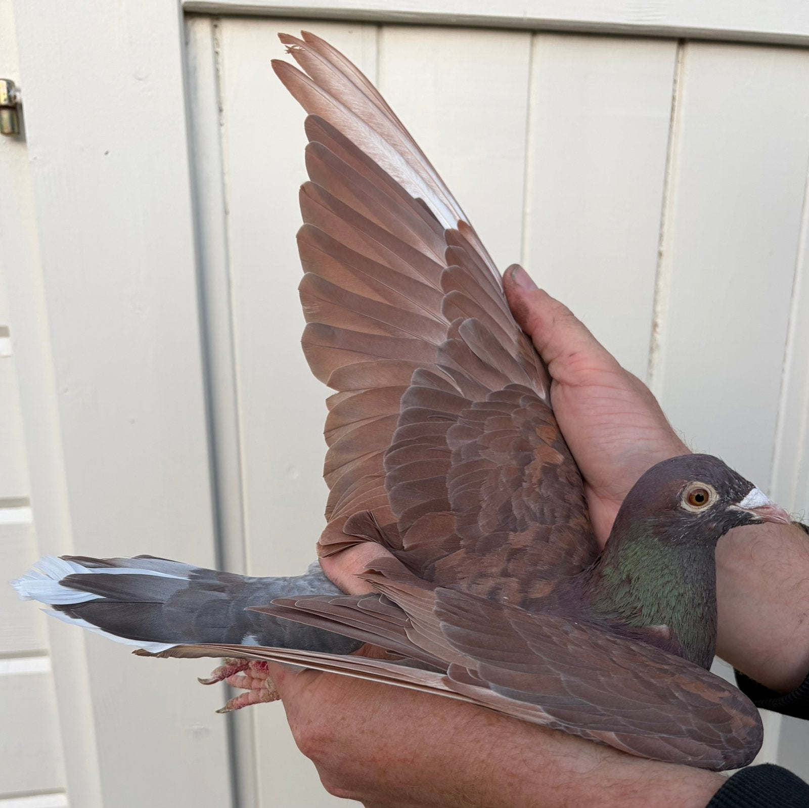 Jong choco/Meulemans koppel, Dieren en Toebehoren, Meerdere dieren, Postduif