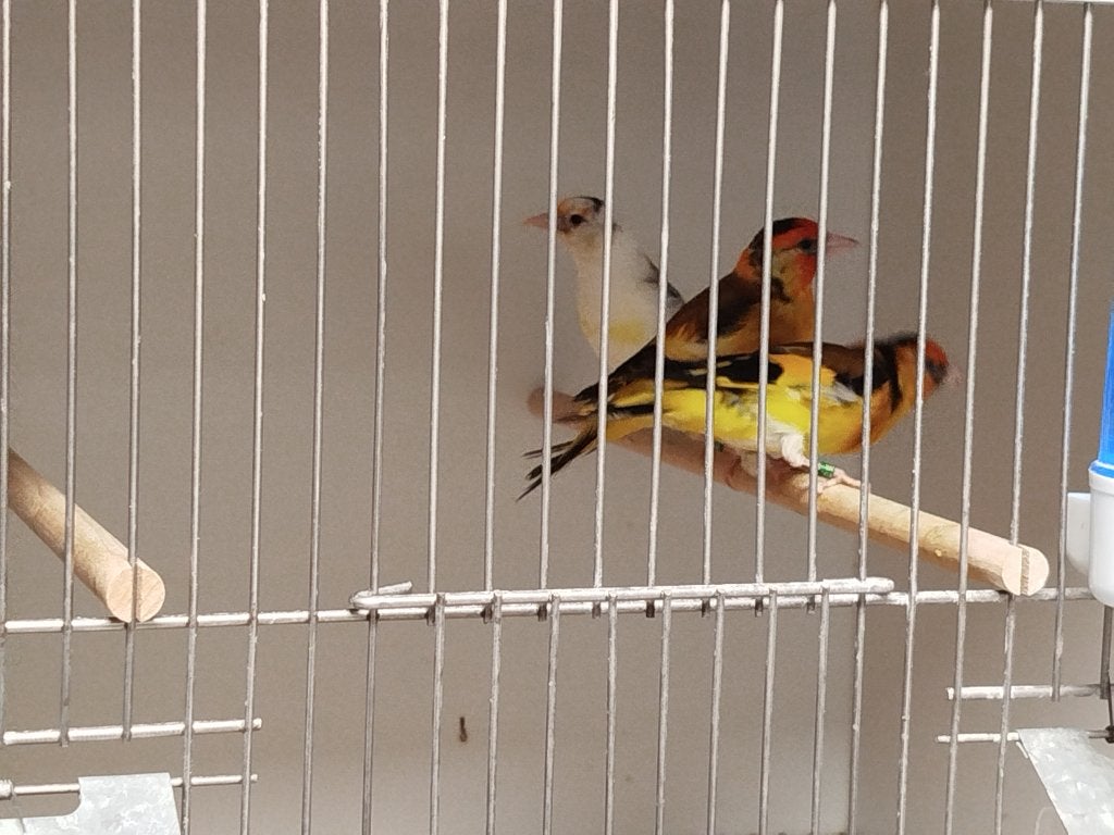 Distelvinken wildkleur en mutaties, Dieren en Toebehoren