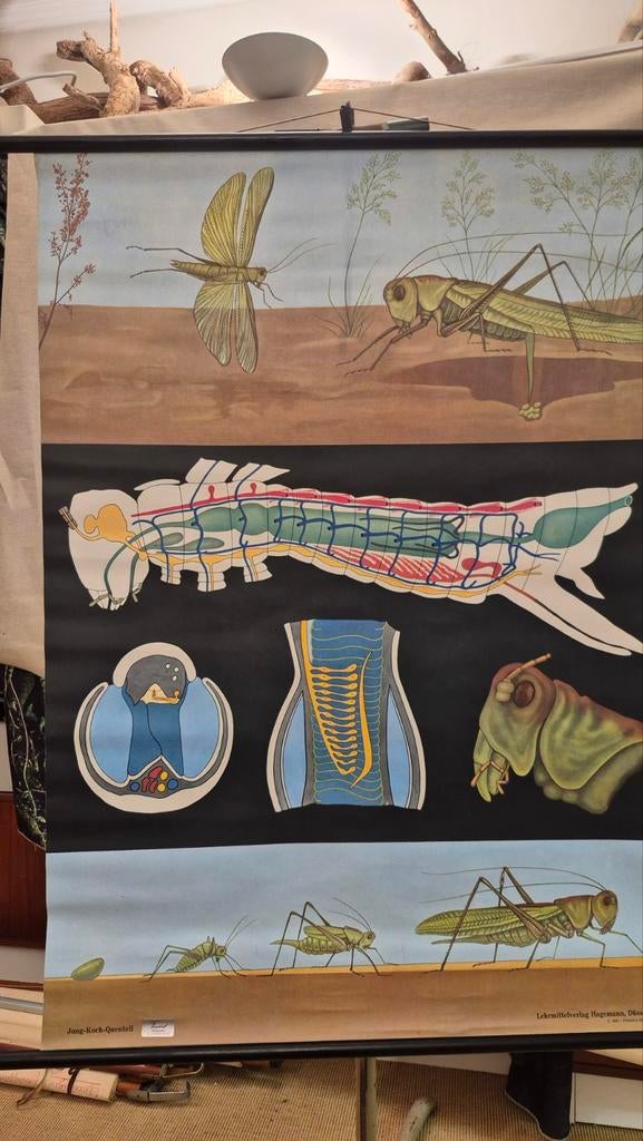Vintage schoolplaat sprinkhaan – insect anatomie – biologie, Enlèvement ou Envoi