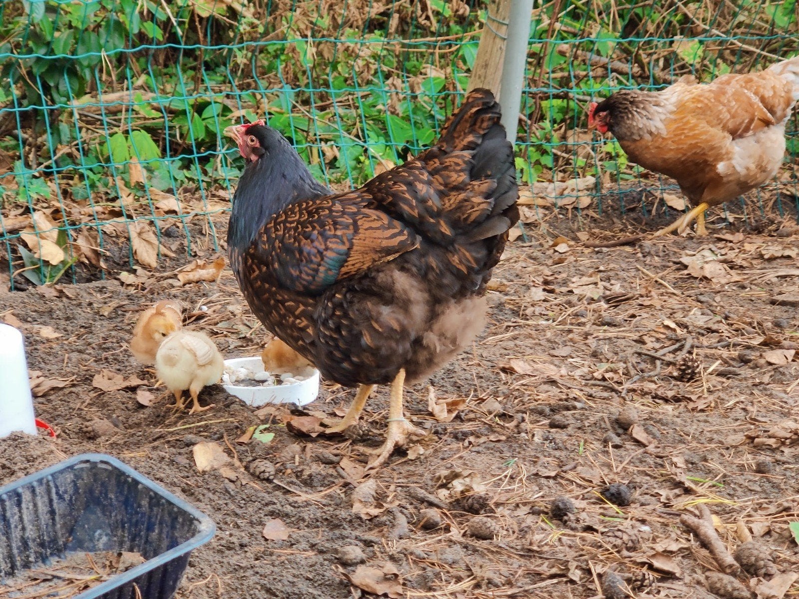 Legkippen: 4 Harko & 3 Barnevelder & 3 kuikens, Dieren en Toebehoren, Pluimvee