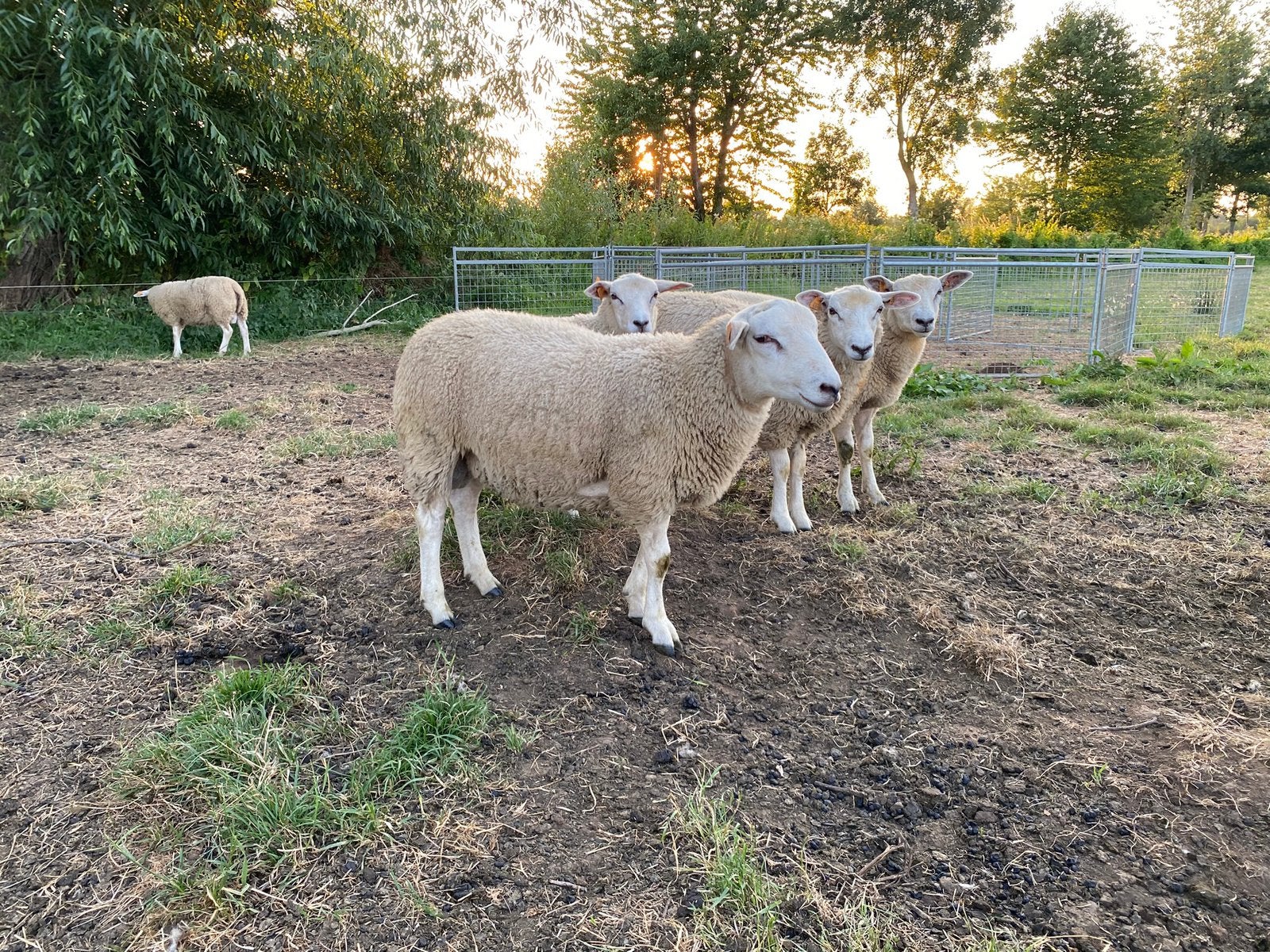 Jonge dekrammen stamboek Swifter, Animaux & Accessoires, Moutons, Chèvres & Cochons, Mouton, Plusieurs animaux, 0 à 2 ans