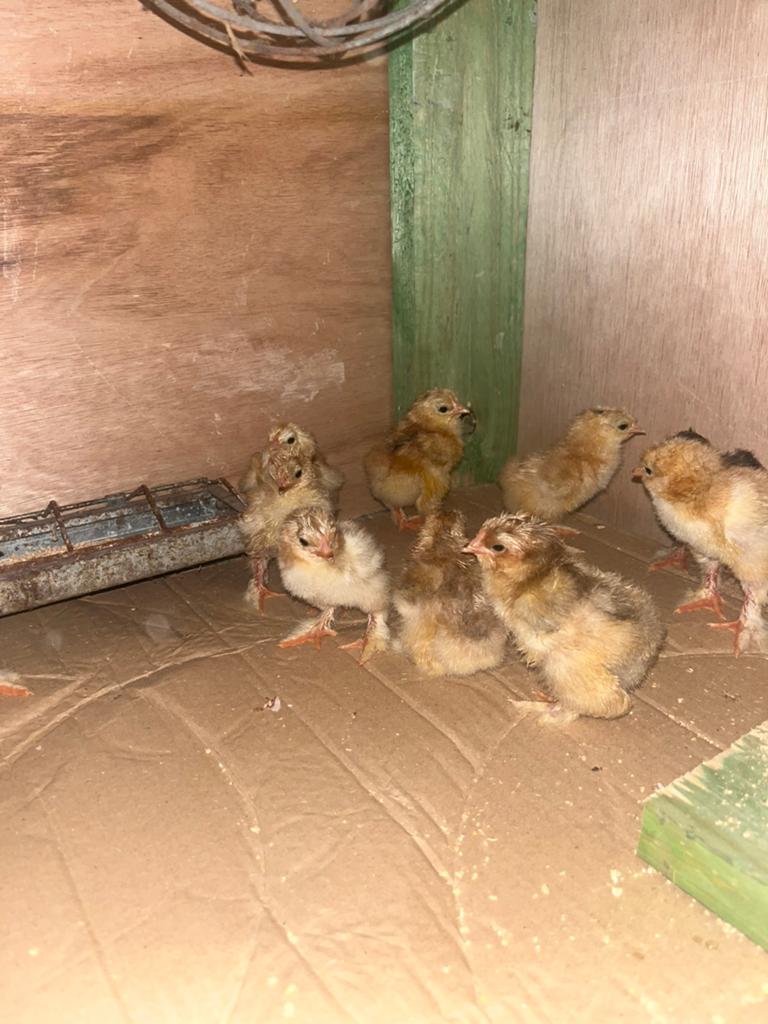 Brahma buff colombia, Geslacht onbekend, Kip