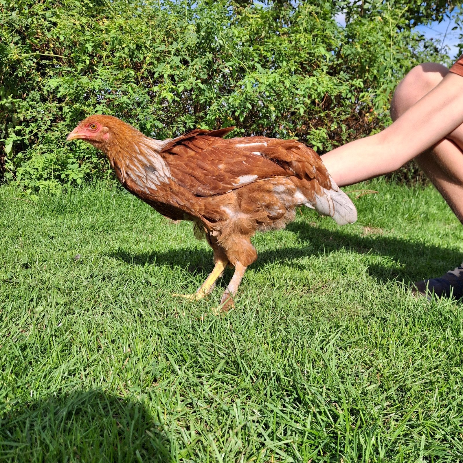 bruine leg kip, Dieren en Toebehoren