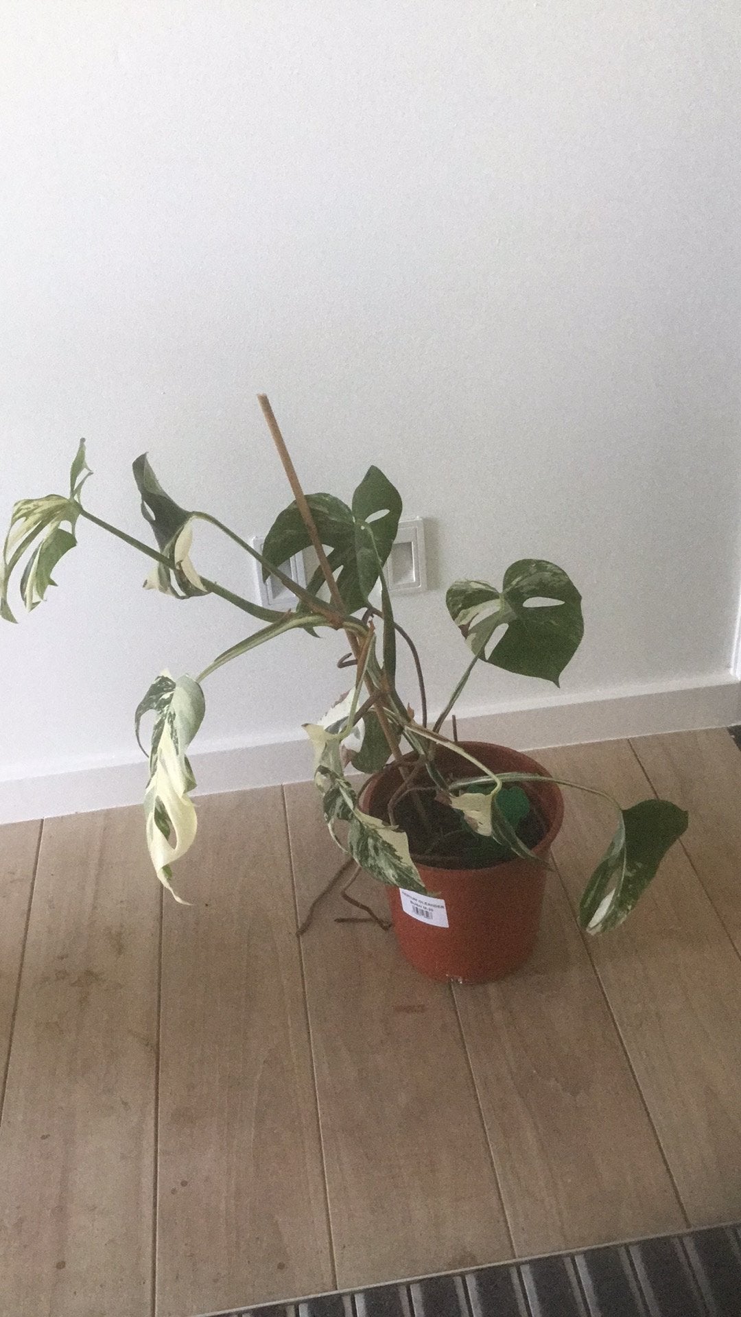 Monstera variegata, Huis en Inrichting, Ophalen