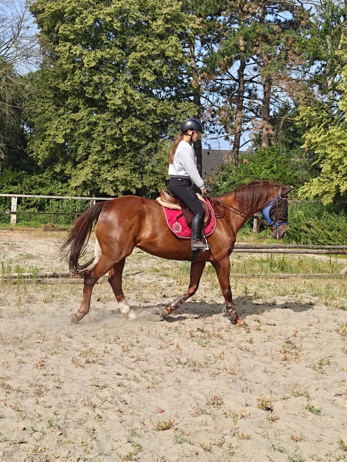 recreatieve merrie, Animaux & Accessoires, Chevaux, Jument
