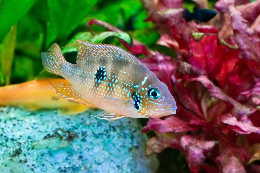 Chicliden Eliotti Thorichthys goede thuis, Poisson