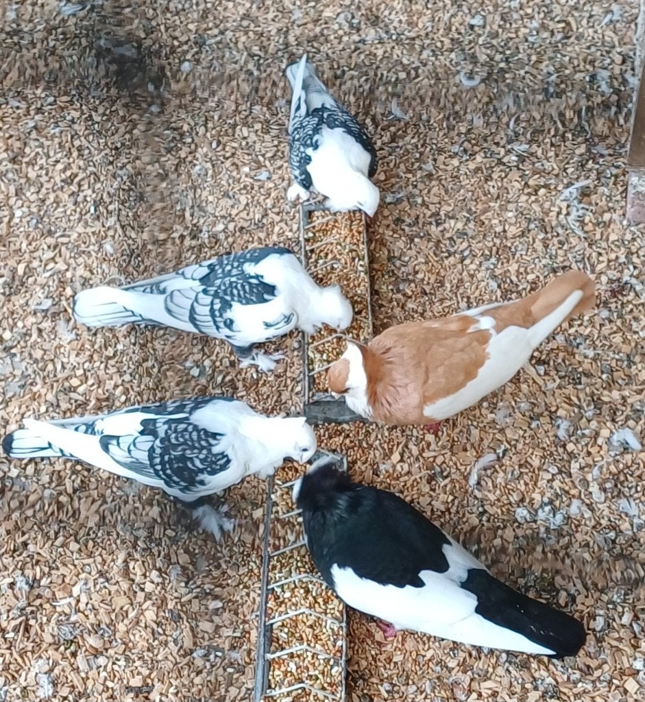 Felegyhazer,  pauwstaart,  oosterse meeuw, Meerdere dieren, Overige soorten