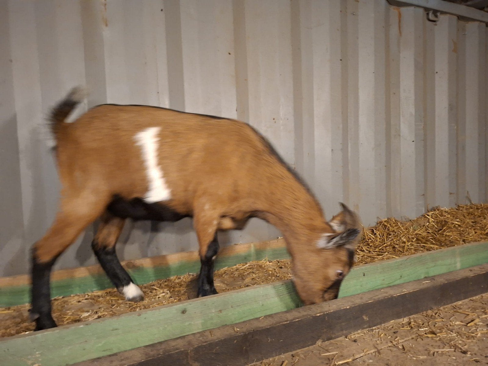 dwerggeitjes te koop 2 bokjes