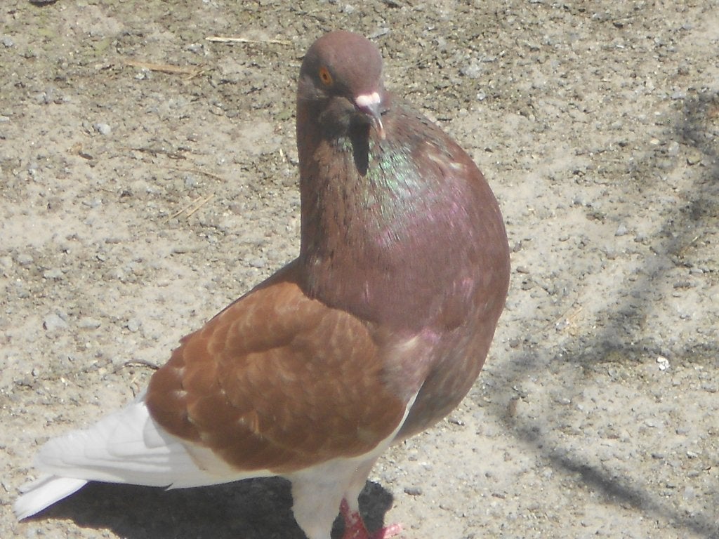 Duiven : Gelderse slenken, Dieren en Toebehoren, Vogels | Duiven