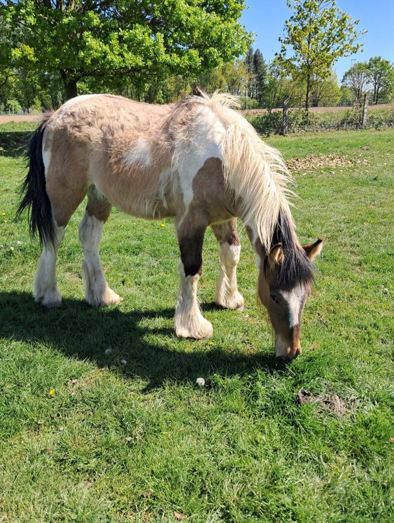 Knappe jaarling, Dieren en Toebehoren, Pony's