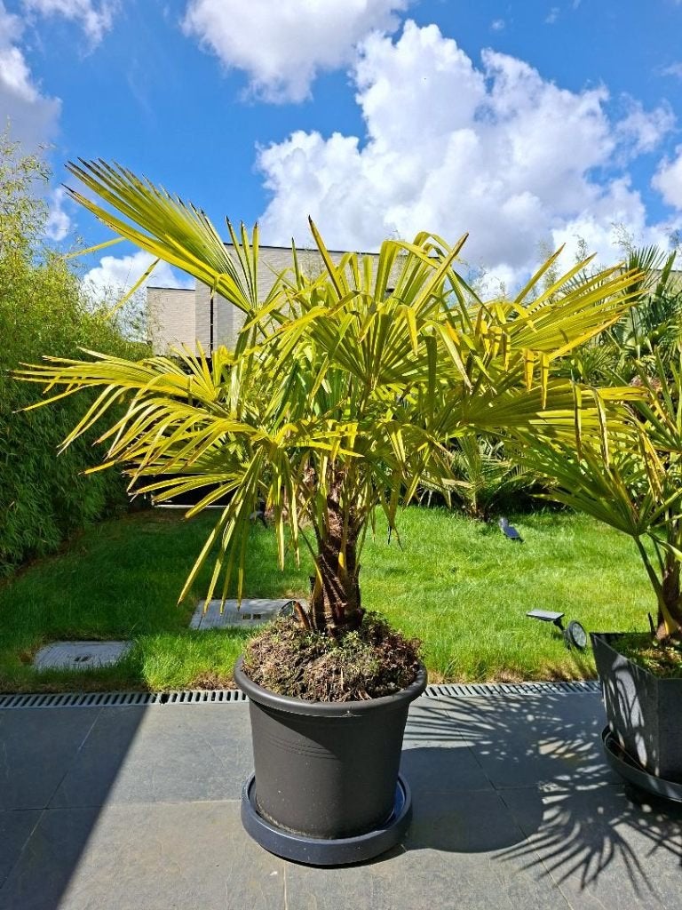 mooie grote palm trachycarpus (voor terras of volle grond), Tuin en Terras, Overige soorten, Lente, 100 tot 250 cm, Ophalen