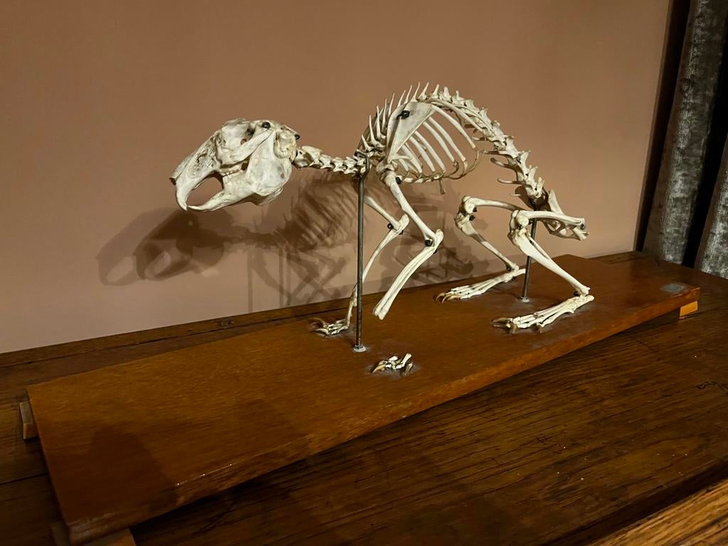 Skelet konijn, Verzamelen, Dierenverzamelingen, Ophalen, Gebruikt, Boerderijdier, Schedel