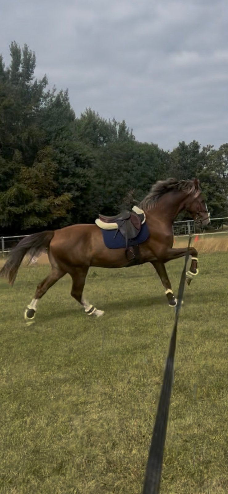 Kwpn te koop, Dieren en Toebehoren, Met stamboom, Ruin, Dressuurpaard, Zadelmak