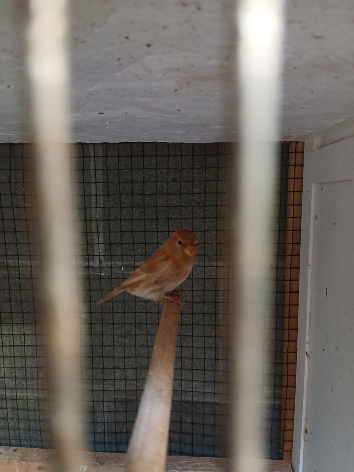 Barmsijs cabaret bruin, Dieren en Toebehoren