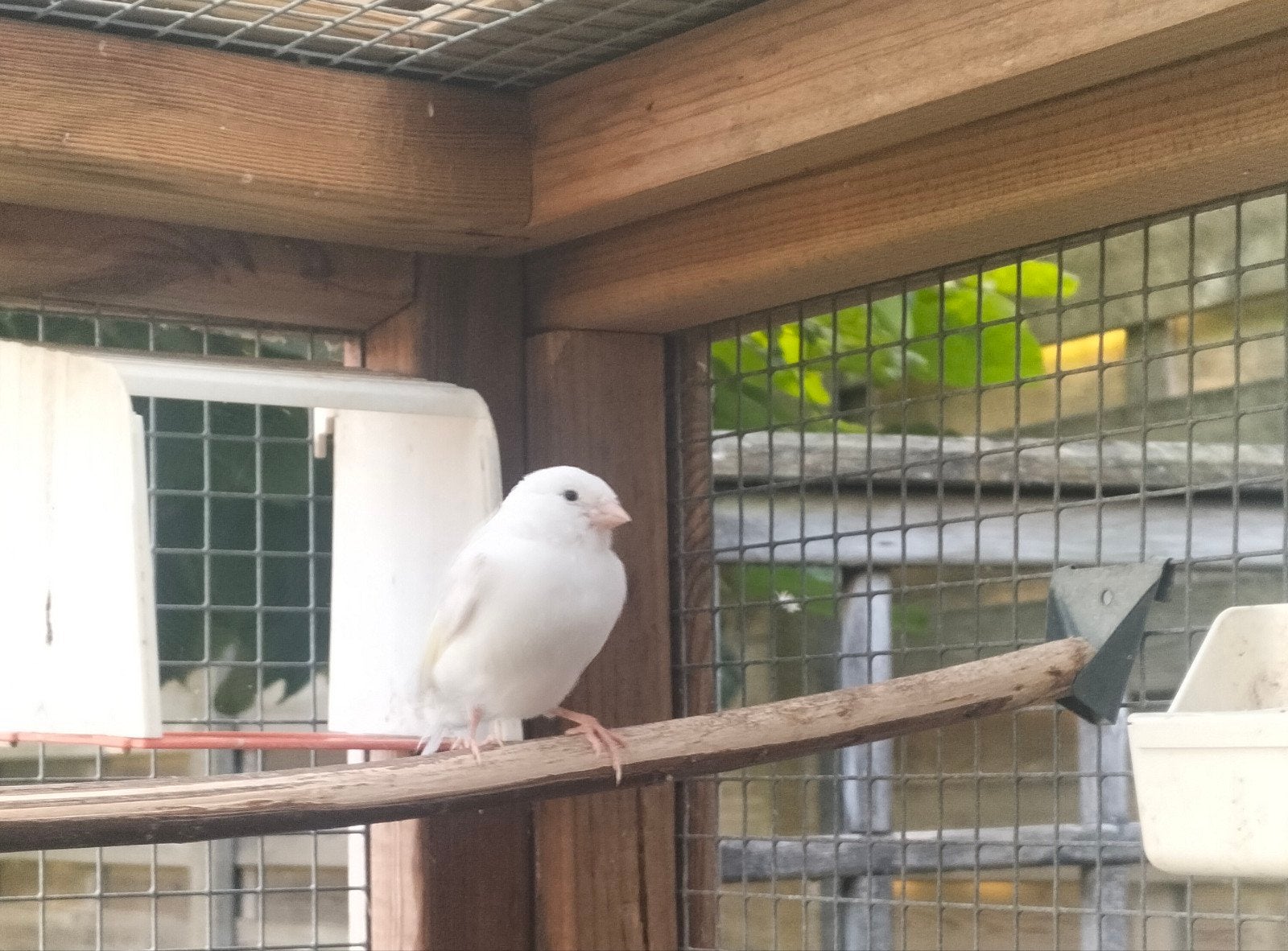 jonge kanaries ( dominant wit) 2026, Dieren en Toebehoren, Meerdere dieren, Kleurkanarie