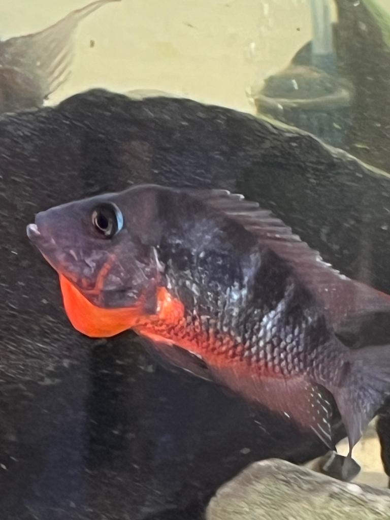 Vuurkeelcichliden jongen, Dieren en Toebehoren, Vis, Zoetwatervis