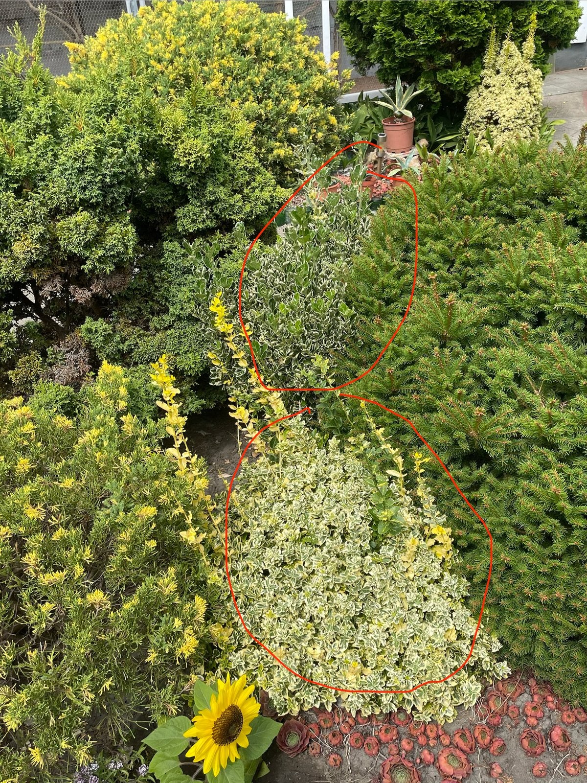Verschillende struiken/planten, Tuin en Terras, Planten | Bomen, Ophalen