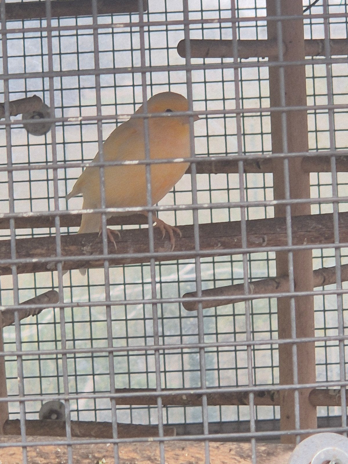 kanarie mannetje, Animaux & Accessoires, Oiseaux | Oiseaux Autre, Mâle, Oiseau tropical, Bagué