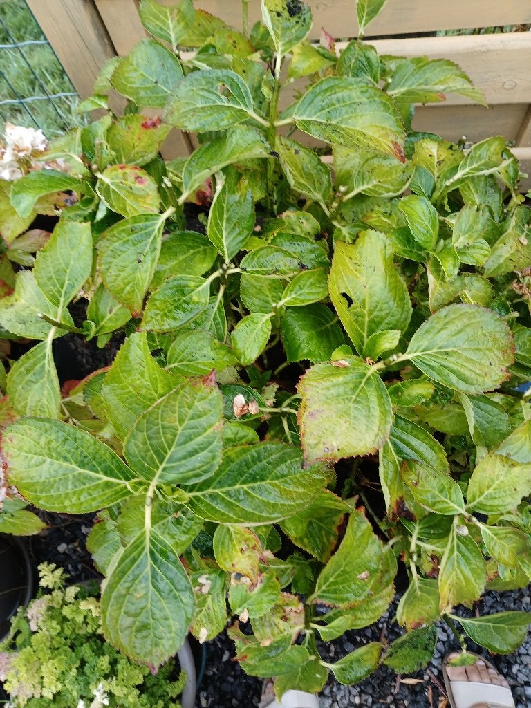 Hortensia  wit groot, Tuin en Terras, Ophalen, Zomer, Vaste plant, Overige soorten