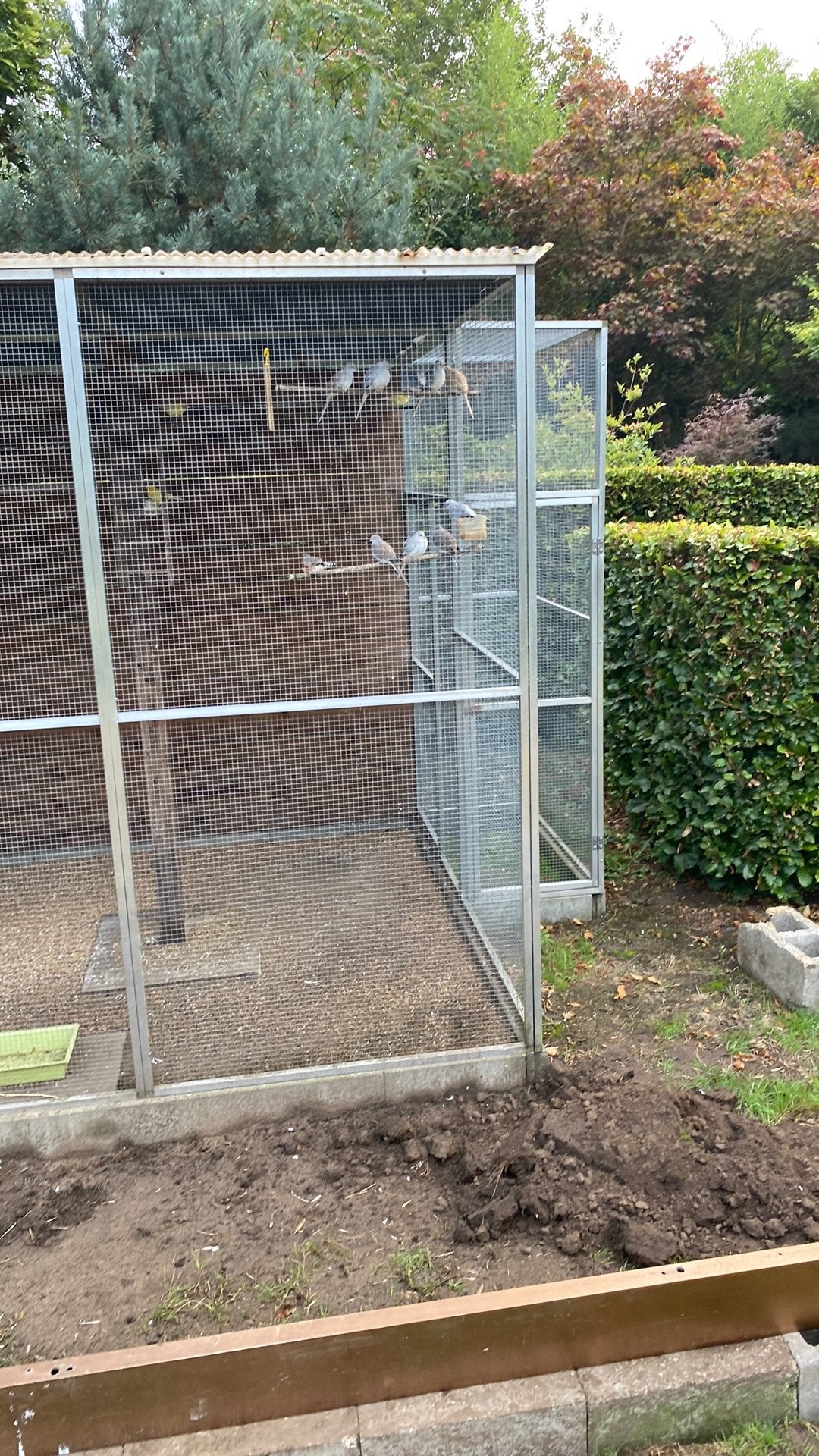 Diamantduifjes, Dieren en Toebehoren